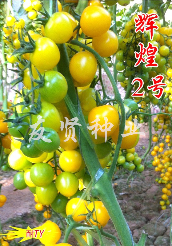 辉煌2号