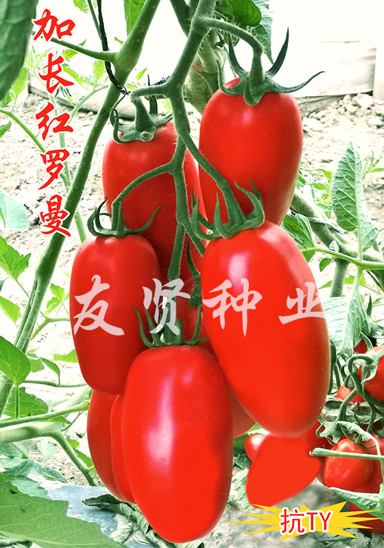 加长红罗曼